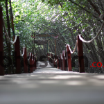 Wisata Alam: Pengungjung harus jogging track melewati hutan mangrove menjuju lokasi pantai ( foto: Zaini Zain )
